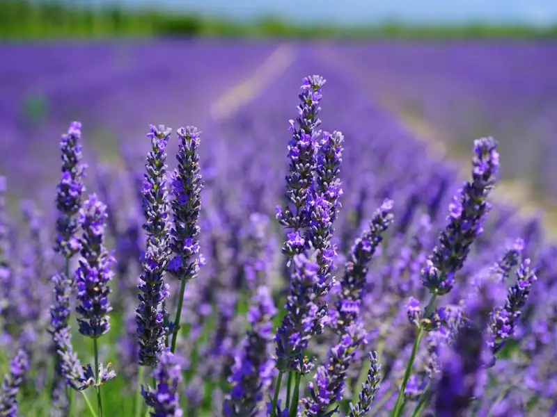 lavender field