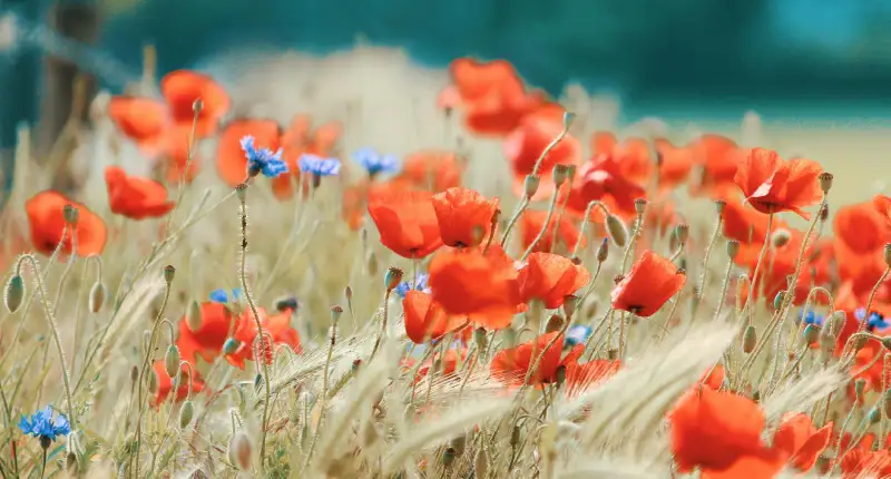 orange flower field