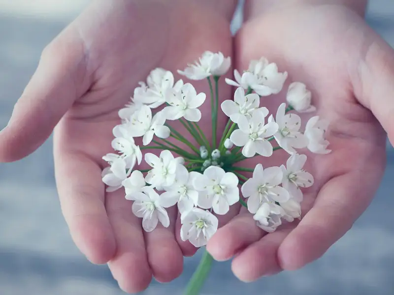 white flowers in hand