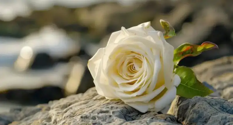 white rose edited