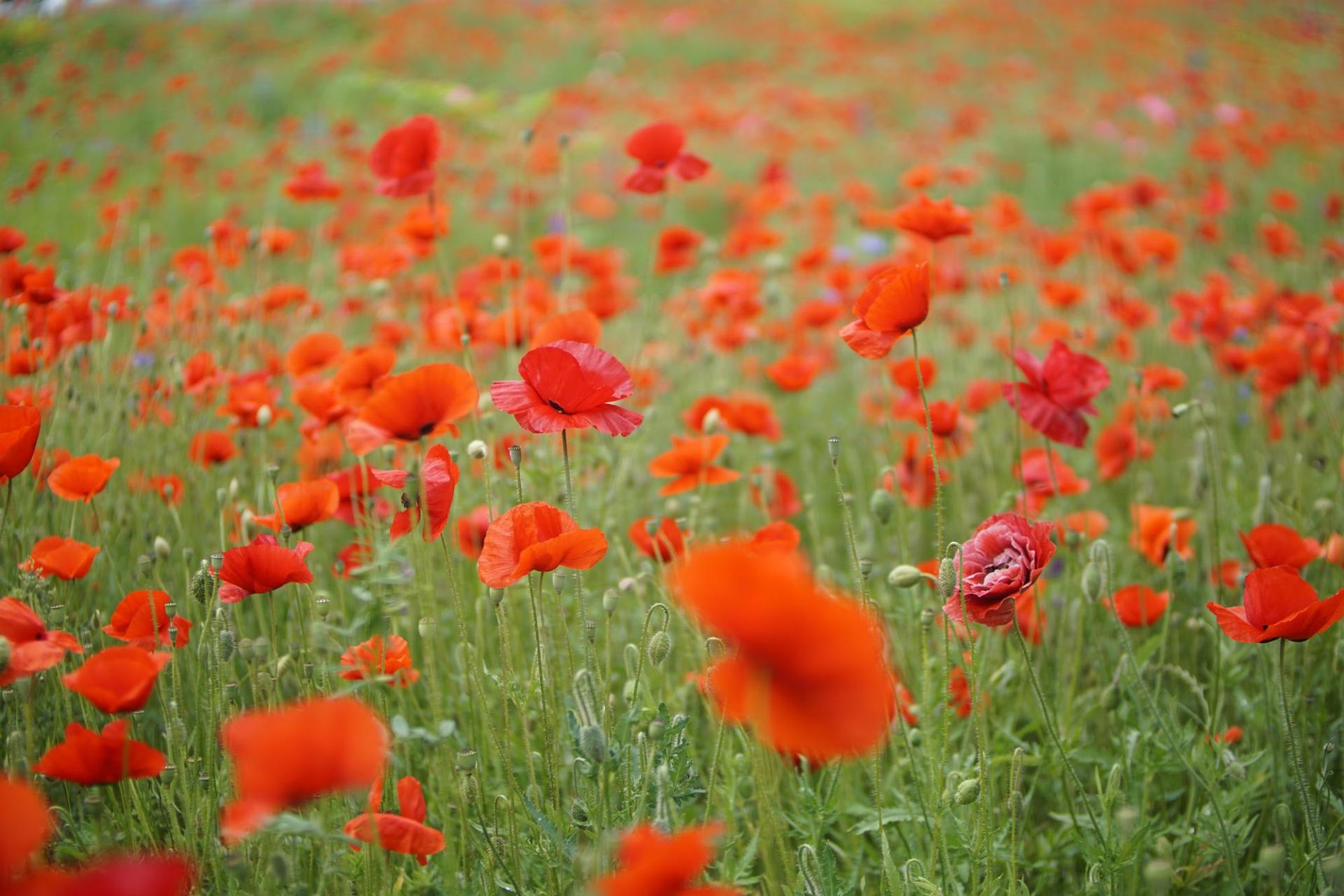 Close-up of red poppy growing on land